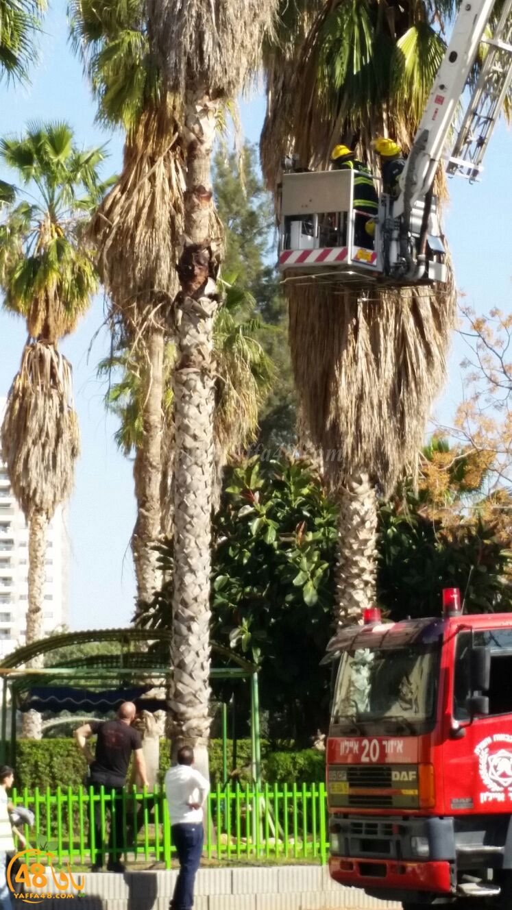 cat in ramla tree (7).jpg